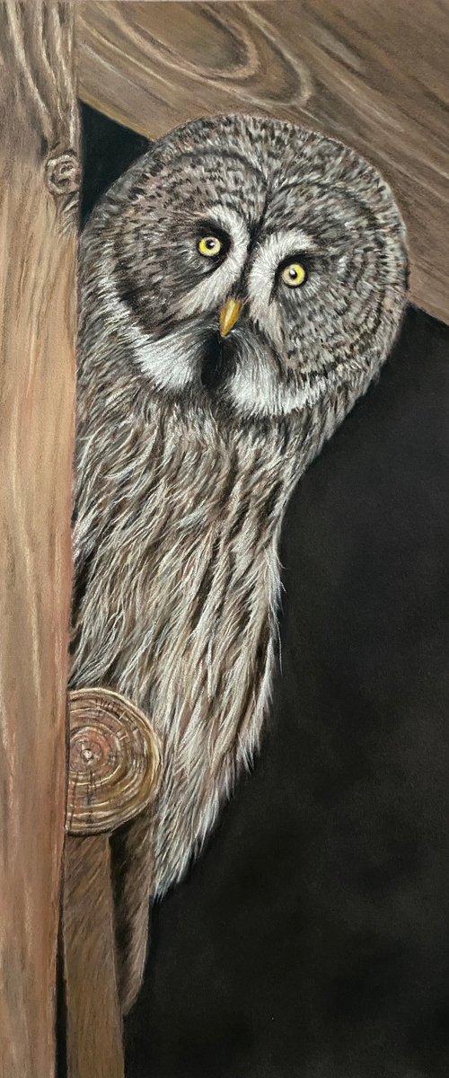 Great grey owl by Maxine Taylor
