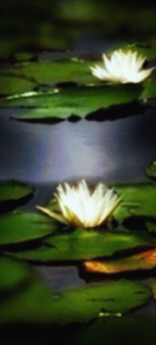 Water Lilies by Alison Maloney