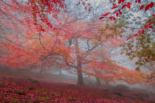 Autumn Beech - A3 by Ben Robson Hull