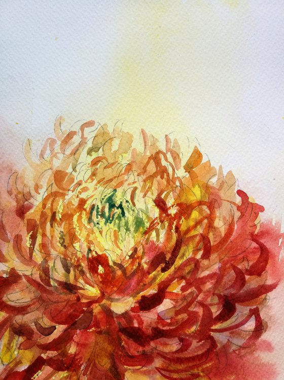 Red Chrysanthemum