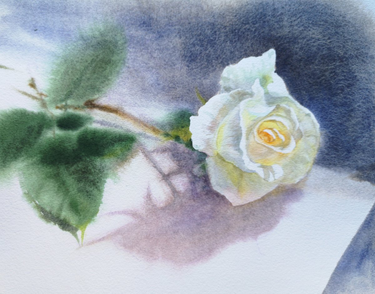 Rose - watercolor rose - white rose by Olga Beliaeva Watercolour