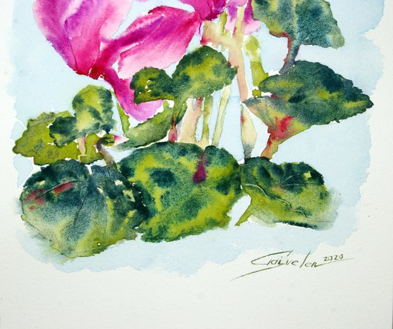 Cyclamen watercolor