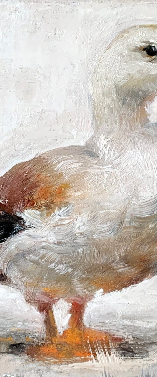 White Duck by Alena Post