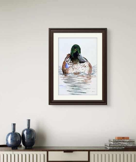 Wild drake hooded merganser