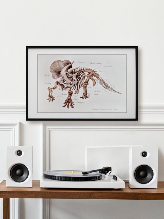 Triceratops horridus, paleo antatomy illustration