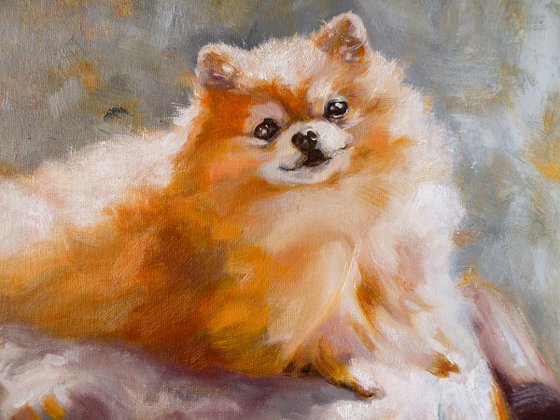 Portrait of a pomeranian