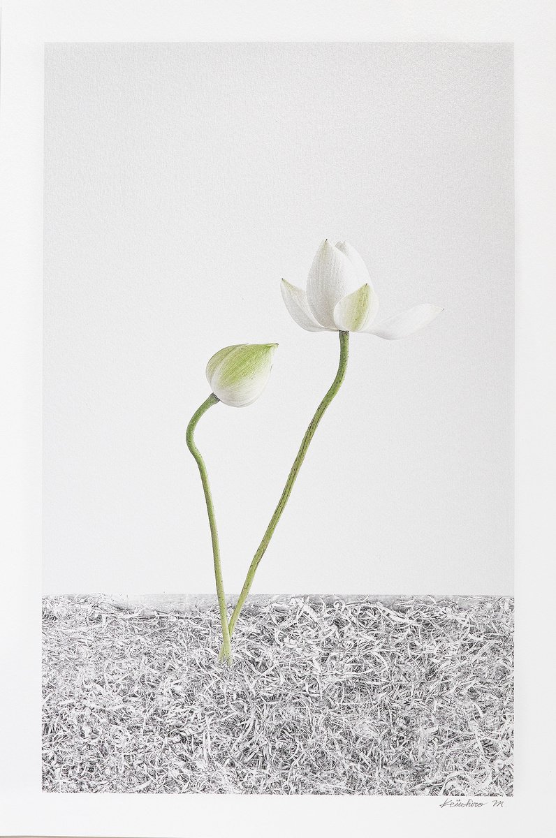 LOTUS-White Light #003 by Keiichiro Muramatsu