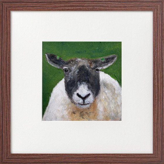 Three sheep portraits framed