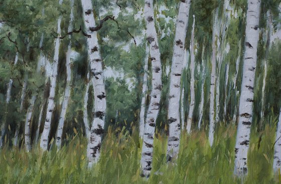 Birch Forest