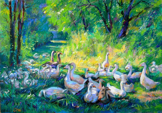 Geese in the shade of the old garden