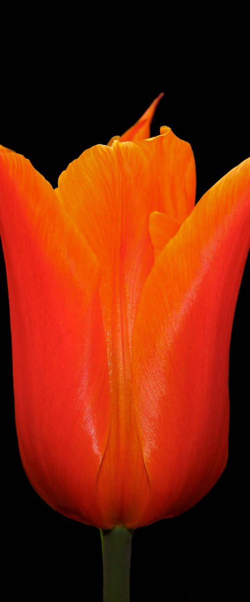 A Tulip Kiss by Lynne Douglas