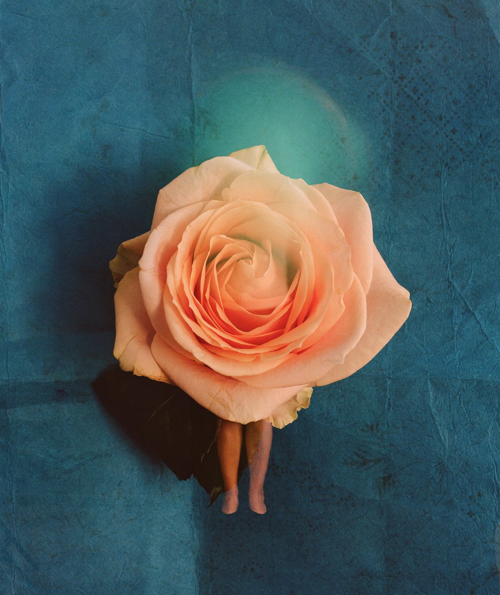 Illustrative Still Life Photograph By Tania Serket, 16 X 20", A Rose Smells Blue, Original Artwork