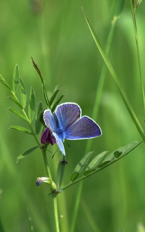 Blue butterfly II by Sonja  Čvorović