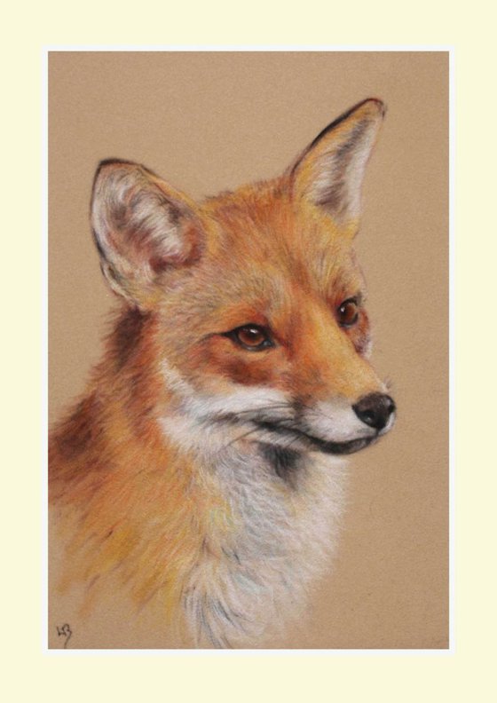 Red Fox Portrait