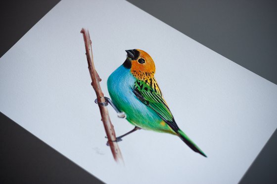 Gilt-edged Tanager - Bird Portrait