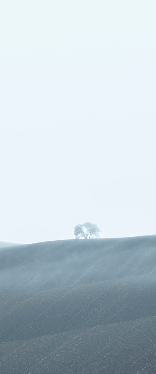 Solitary tree by Sergio Capuzzimati