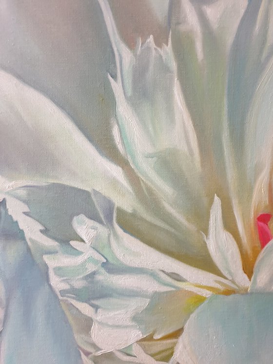 "Delicate petals. "   peonies flower 2021