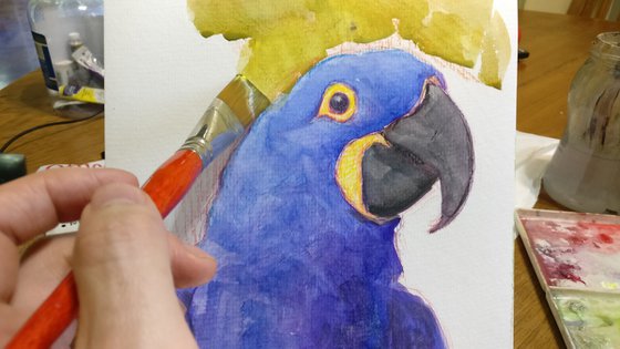 Hyacinth Macaw