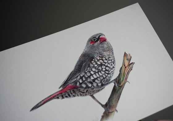 Red-eared Firetail