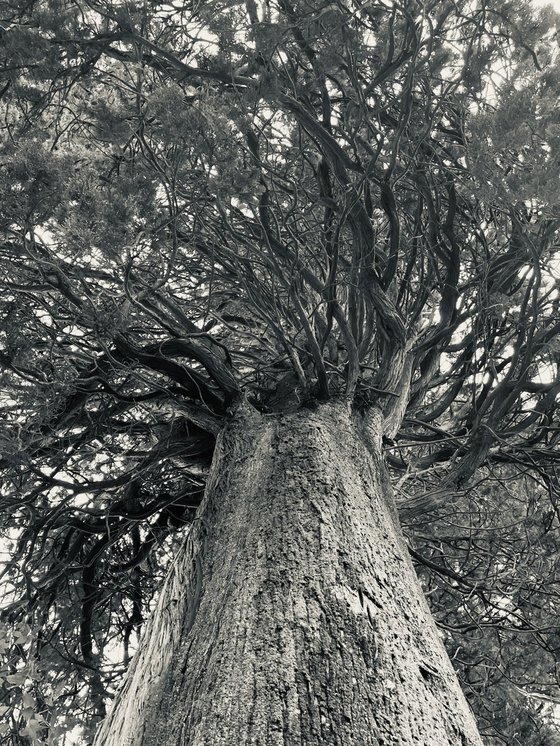NT#183 nature #2