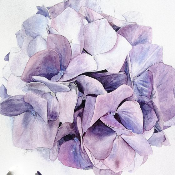 Violet Hydrangea