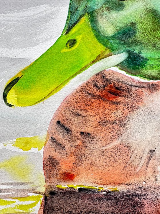 Duck
