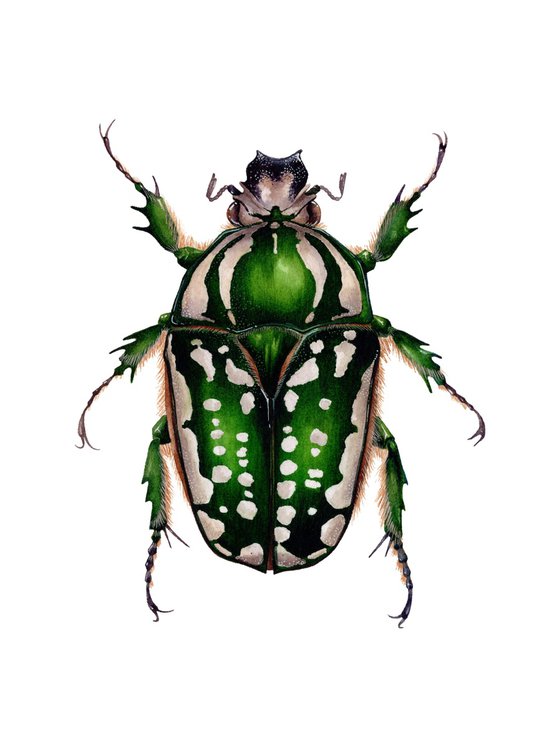 Mecynorchina Polyphemus, female