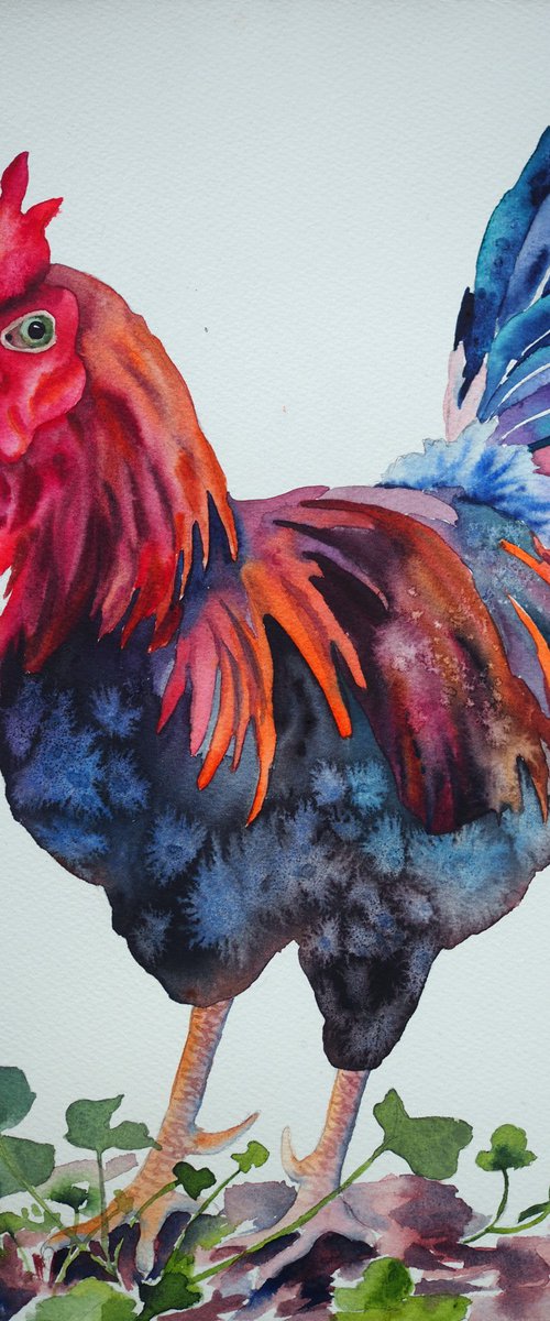 Rooster by Delnara El