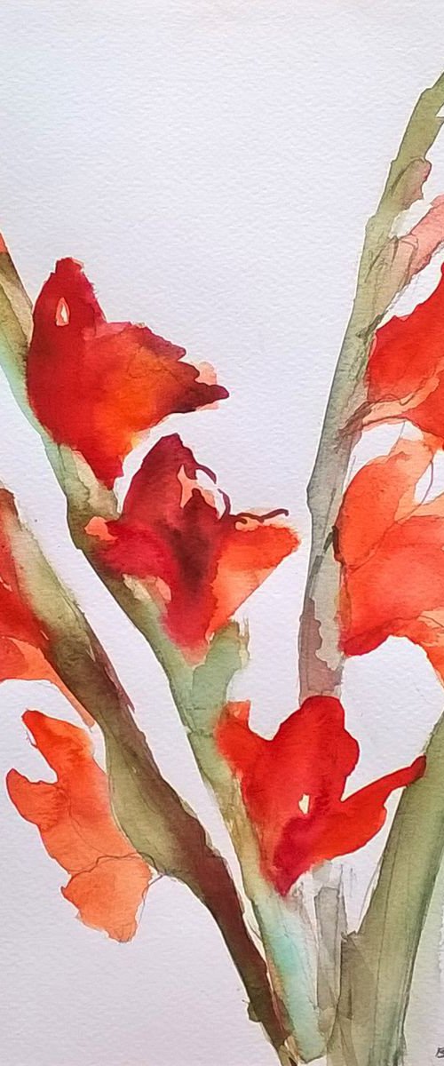 gladiola flowers by Barbara Mazur