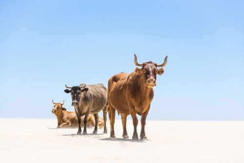 Sunbathing Cows by Andrew Lever