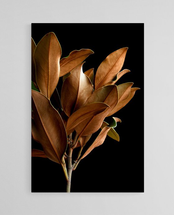 Magnolia Leaves