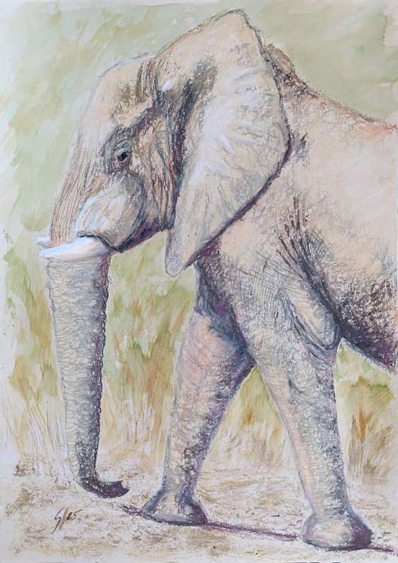 Baby Elephant II