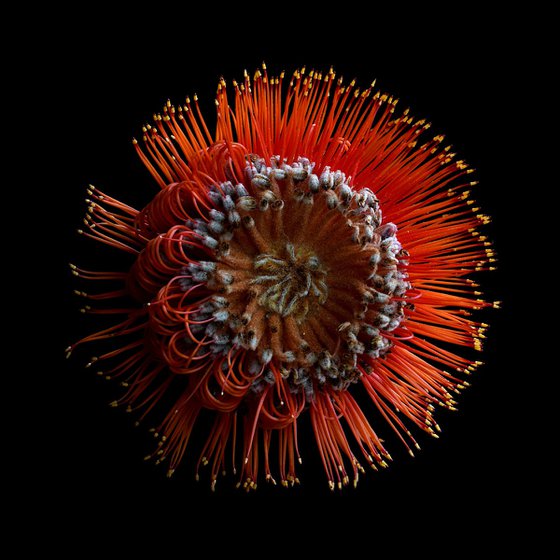 Scarlet Banksia Flower