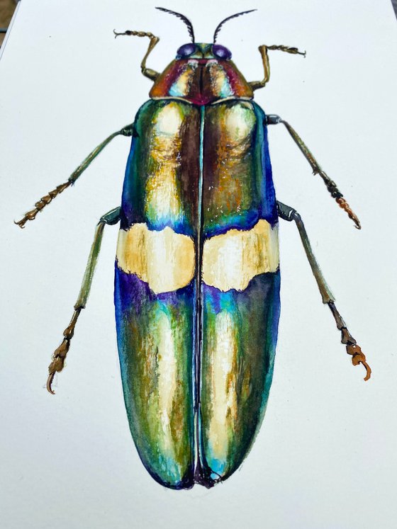 Radiant Majesty: Chrysochroa Edwardsi Beetle