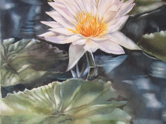 Moonlit water lily