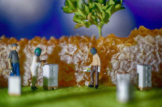 Sweet Honey Harvest