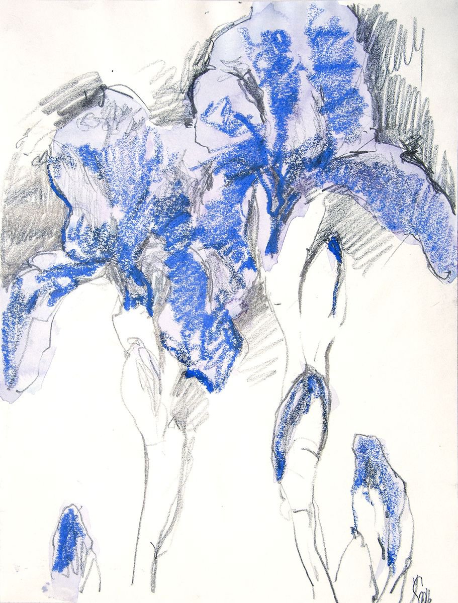 Blue Irises #2 sketch by Daria Yablon-Soloviova