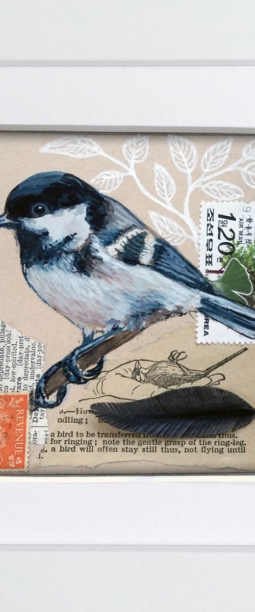 The Coal tit feather  (framed and ready to hang) by Carolynne Coulson