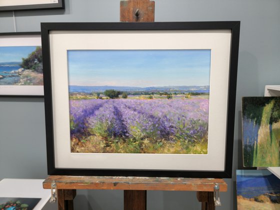 Lavender Fields at Valensole