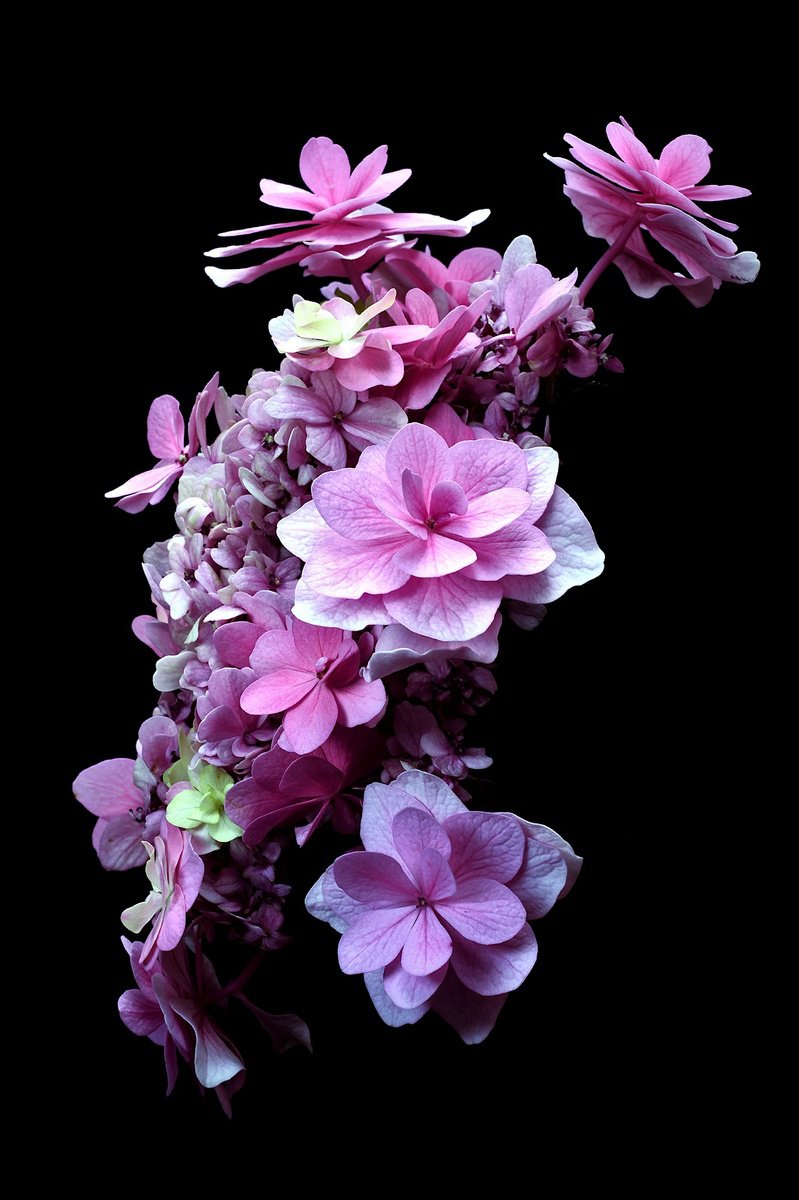Photorealistic Photograph , Pink Hydrangea By Nadia Culph, 24 X 35, Artwork For Sale On Artfinder