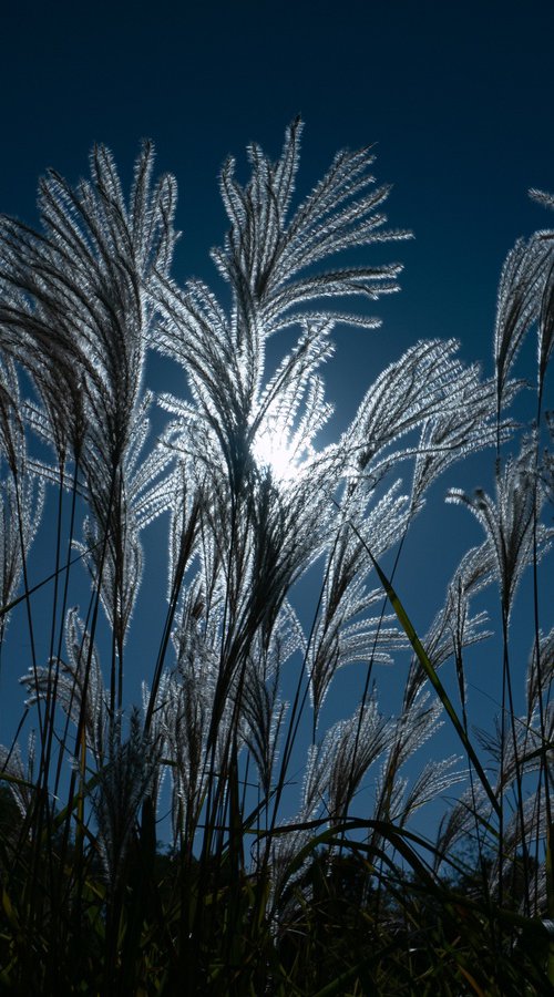 Lacework of Nature's Light by Vlad Durniev