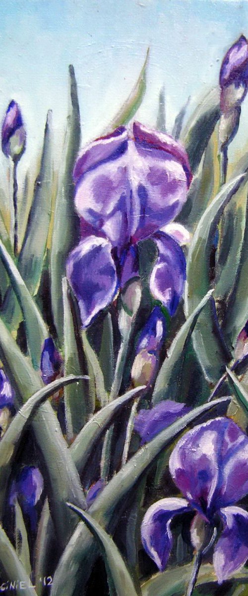 Irises by Hanna Kaciniel