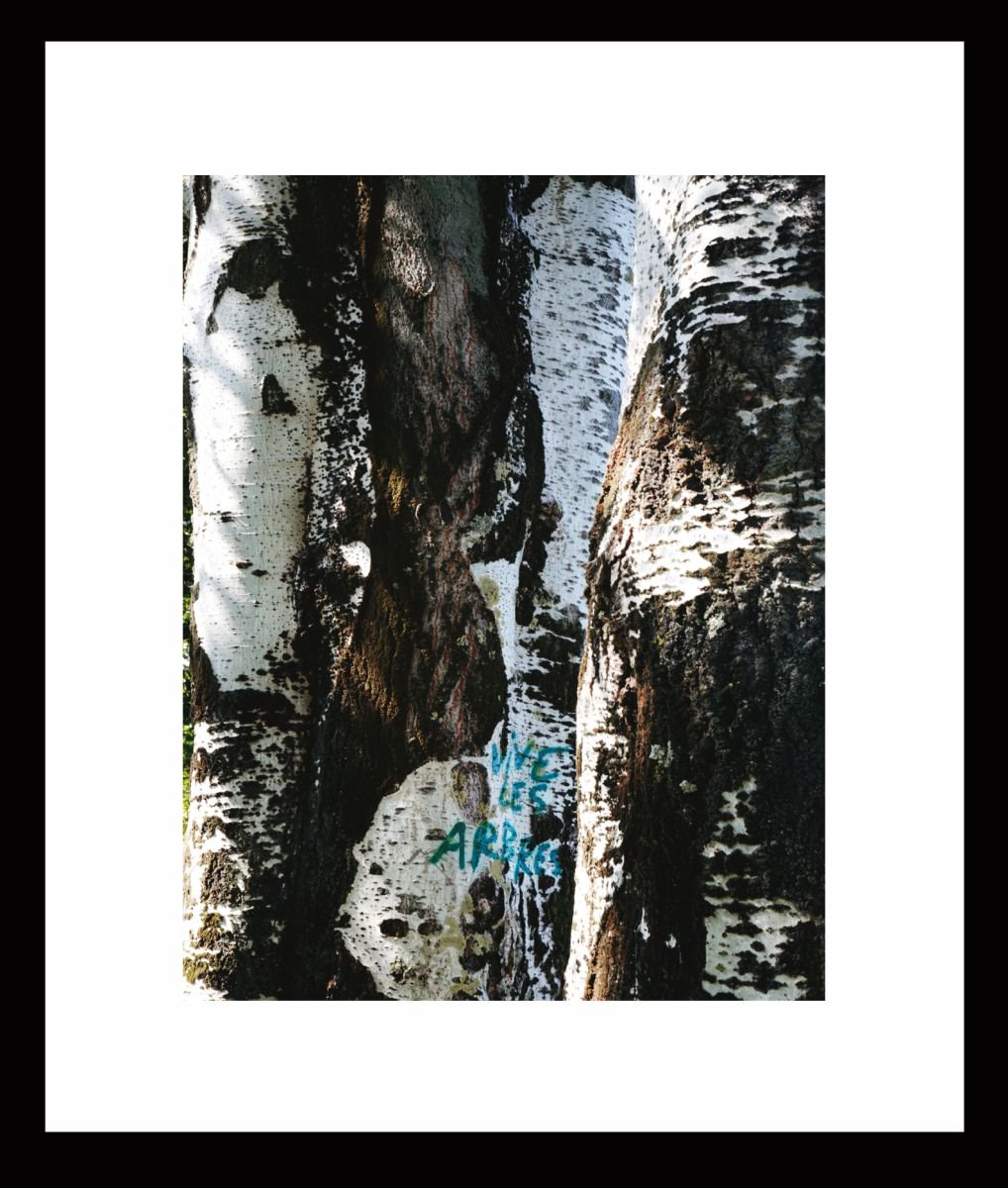 Natural Abstracts - Graffitree by Ken Skehan