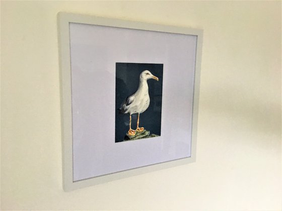 Standing Gull on Clifftop