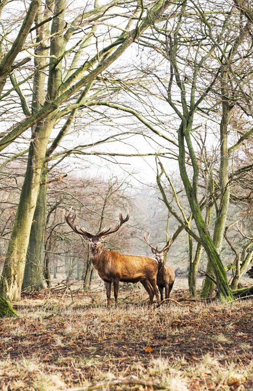 THE STAGS by Andrew Lever