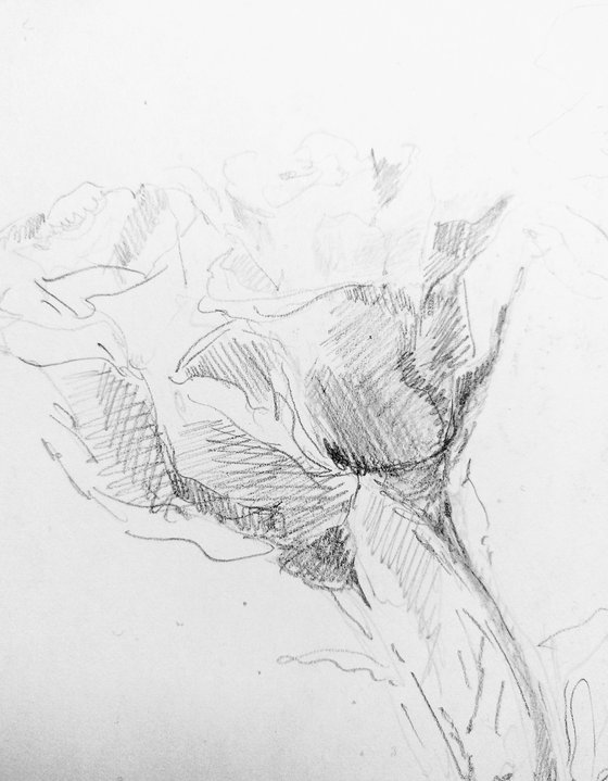 Roses #7. Original pencil drawing 2021