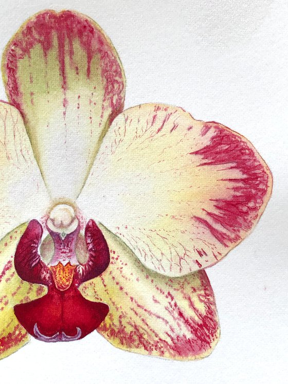 Orchid Phaleonopsis. A series of original watercolour artwork.