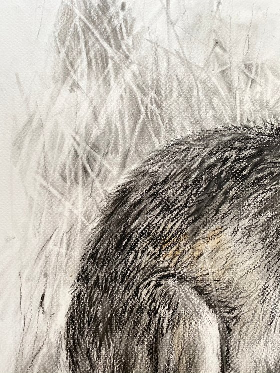 Shy Charcoal Hare