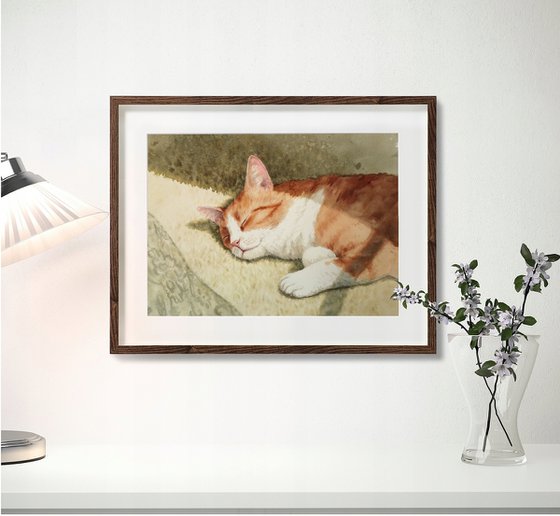 Cat Sleeping in the Sun