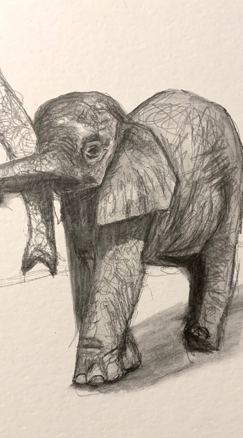 Baby Elephant by Ryan  Louder